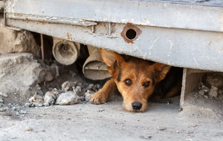 Παγκόσμια Ημέρα Αδέσποτων Ζώων